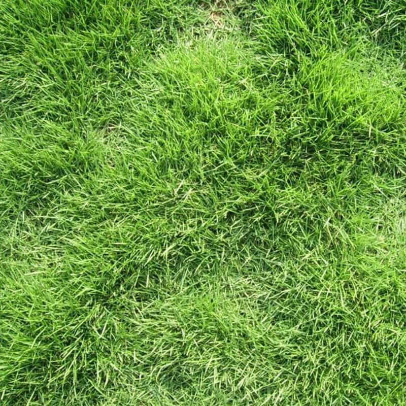 日本结缕草种子中华结缕草草籽四季长青矮生耐践踏足球场草坪