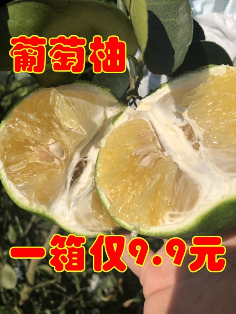 黄金葡萄柚台湾青柚青柚次果花皮果西柚甜葡萄柚