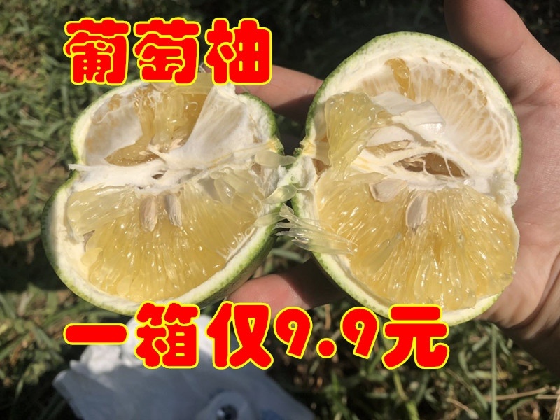 黄金葡萄柚台湾青柚青柚次果花皮果西柚甜葡萄柚