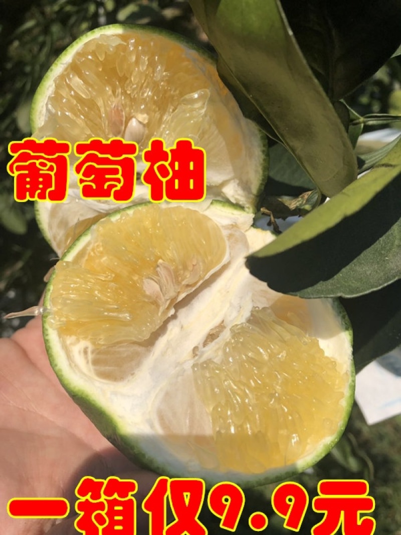 黄金葡萄柚台湾青柚青柚次果花皮果西柚甜葡萄柚