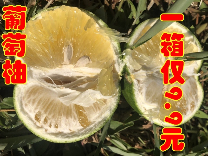 黄金葡萄柚台湾青柚青柚次果花皮果西柚甜葡萄柚