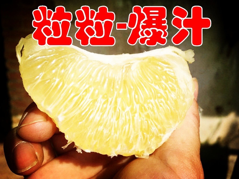黄金葡萄柚台湾青柚青柚次果花皮果西柚甜葡萄柚