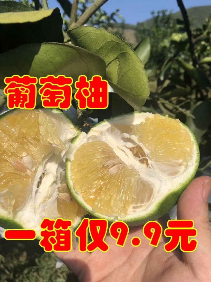 黄金葡萄柚台湾青柚青柚次果花皮果西柚甜葡萄柚