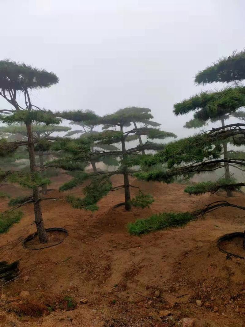 精品2-10米造型松正在热销中自然园林造型松基地