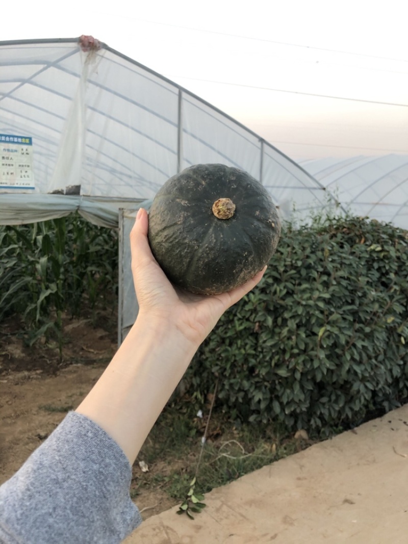 产业园种植贝贝南瓜礼品装采购合作批发私信联系
