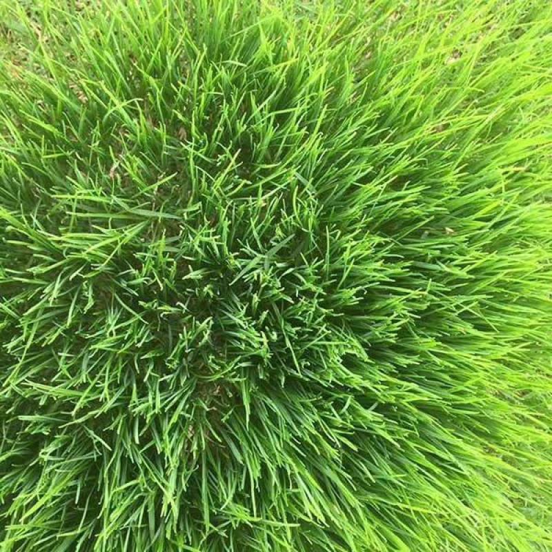 马尼拉草籽草坪种子矮生庭院四季青绿化多年生护坡固土草种