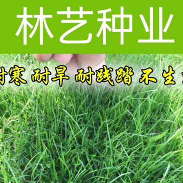 马尼拉草籽草坪种子矮生庭院四季青绿化多年生护坡固土草种