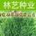马尼拉草籽草坪种子矮生庭院四季青绿化多年生护坡固土草种