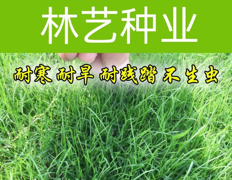 马尼拉草籽草坪种子矮生庭院四季青绿化多年生护坡固土草种