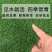 马尼拉草籽草坪种子矮生庭院四季青绿化多年生护坡固土草种