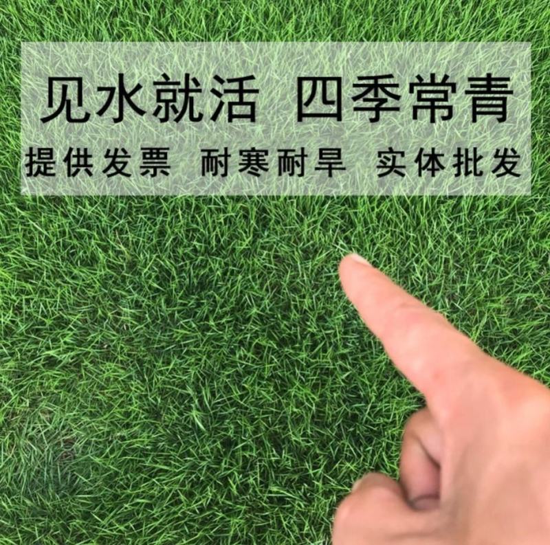 马尼拉草籽草坪种子矮生庭院四季青绿化多年生护坡固土草种