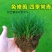 马尼拉草籽草坪种子矮生庭院四季青绿化多年生护坡固土草种