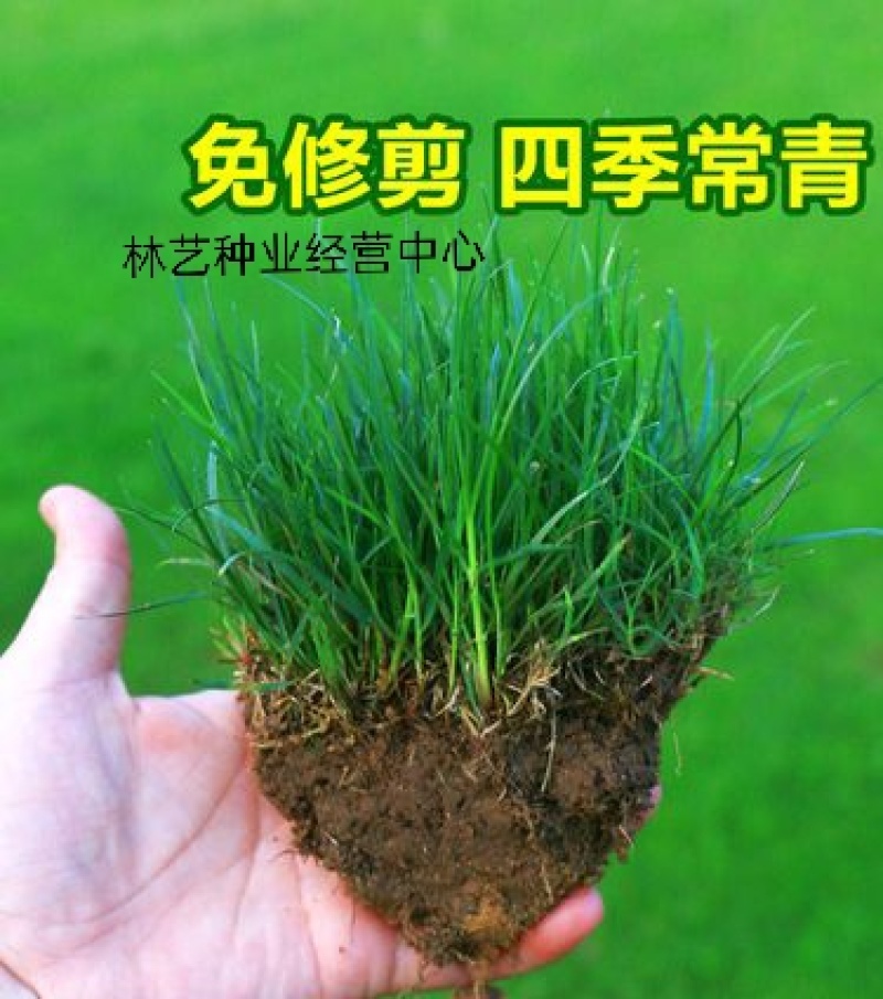 马尼拉草籽草坪种子矮生庭院四季青绿化多年生护坡固土草种
