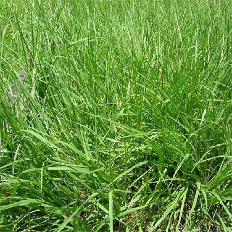马尼拉草籽草坪种子矮生庭院四季青绿化多年生护坡固土草种