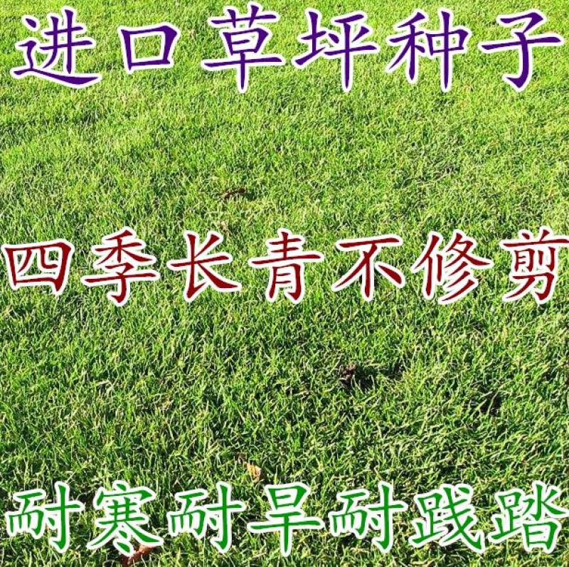 果岭草种子庭院高尔夫球场专用草坪草籽耐寒耐践踏四季常青