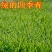 果岭草种子庭院高尔夫球场专用草坪草籽耐寒耐践踏四季常青