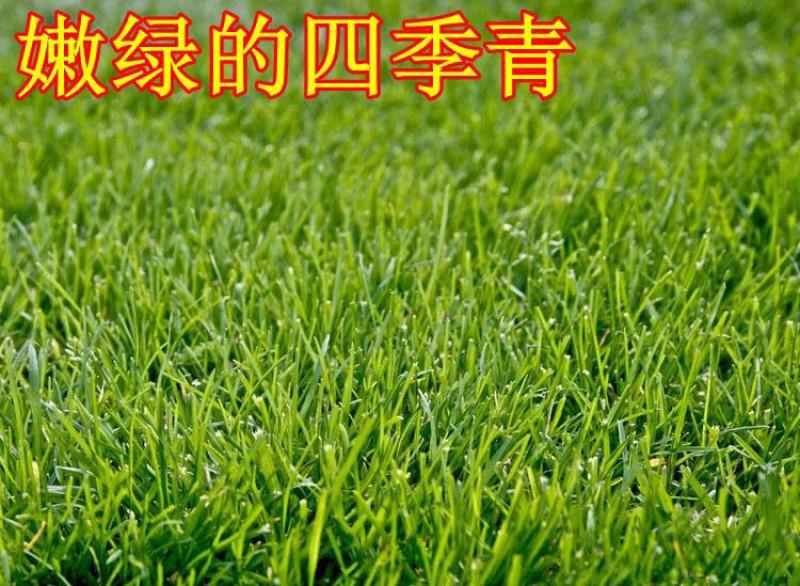 果岭草种子庭院高尔夫球场专用草坪草籽耐寒耐践踏四季常青