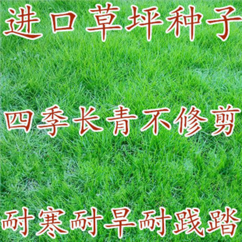 果岭草种子庭院高尔夫球场专用草坪草籽耐寒耐践踏四季常青