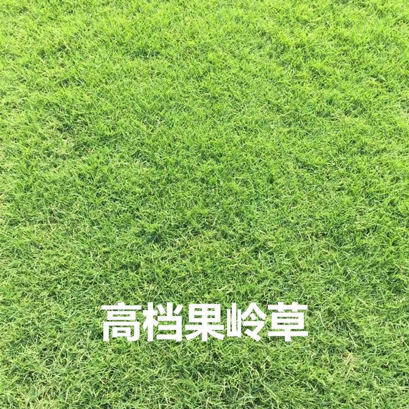 果岭草种子庭院高尔夫球场专用草坪草籽耐寒耐践踏四季常青