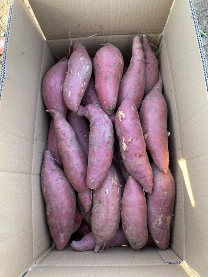 精品西瓜红蜜薯烤蜜薯供商超市场电商平台