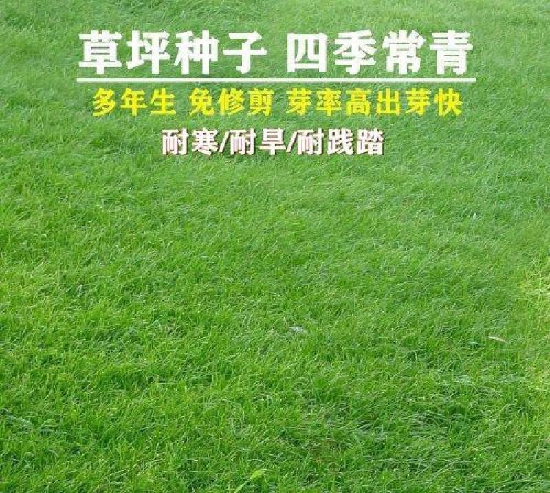 进口地毯草种籽免修剪高档别墅专用绿化草坪种子冬季草籽