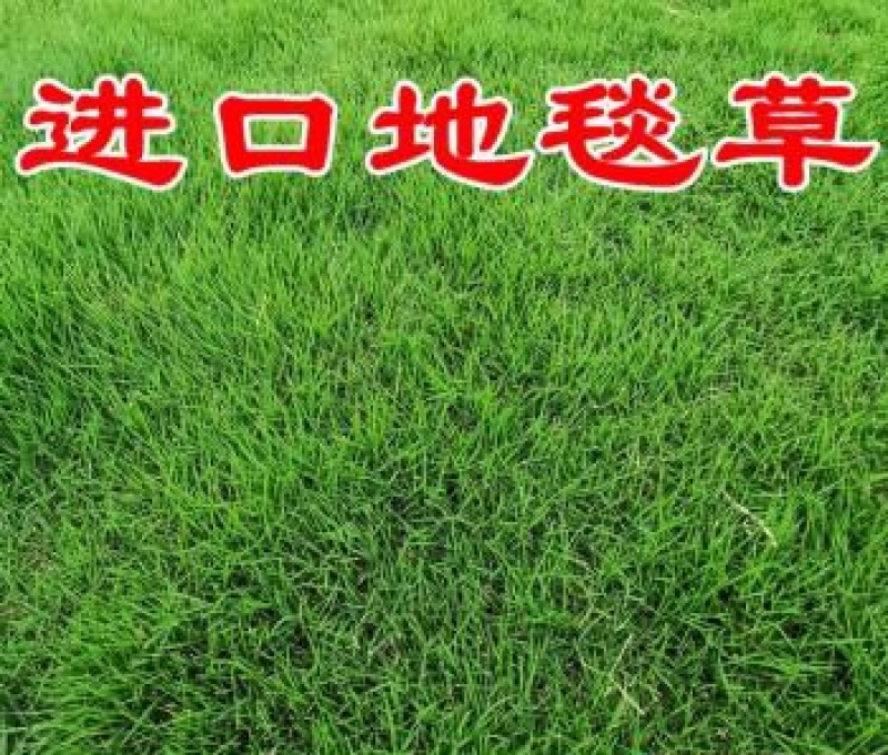 进口地毯草种籽免修剪高档别墅专用绿化草坪种子冬季草籽