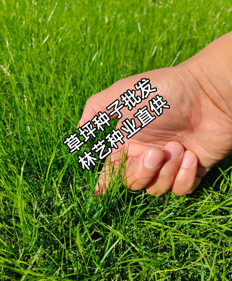进口地毯草种籽免修剪高档别墅专用绿化草坪种子冬季草籽