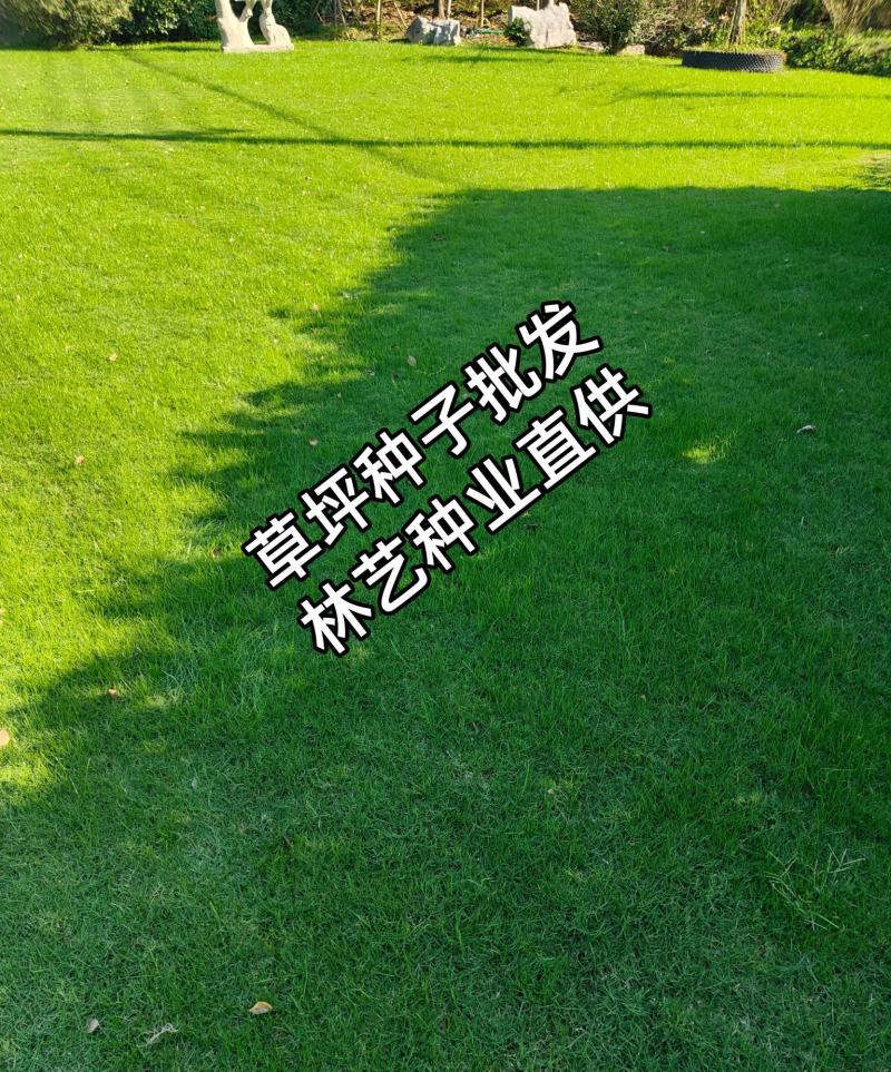 进口地毯草种籽免修剪高档别墅专用绿化草坪种子冬季草籽