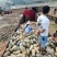蜜本南瓜货源充足实力代办，每年万吨，大中小，精品次货都有