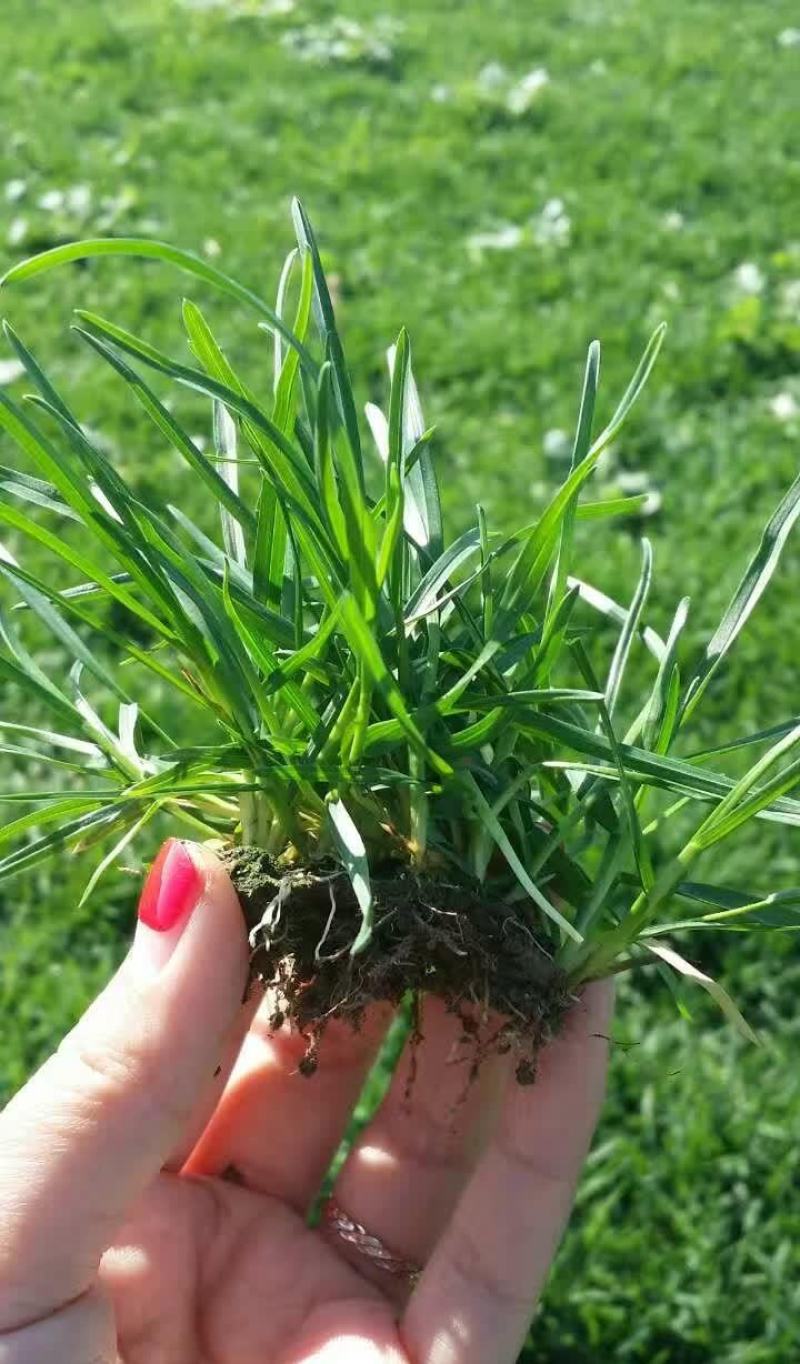 早熟禾草籽种四季常青草坪种子护坡草种籽草皮绿化矮生球场