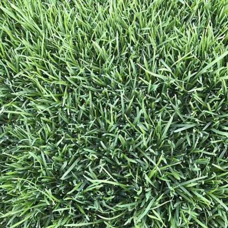 早熟禾草籽种四季常青草坪种子护坡草种籽草皮绿化矮生球场