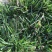 早熟禾草籽种四季常青草坪种子护坡草种籽草皮绿化矮生球场