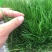 早熟禾草籽种四季常青草坪种子护坡草种籽草皮绿化矮生球场