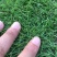 进口草品种高羊茅高羊茅草种高羊茅草坪种子高羊毛四季常青