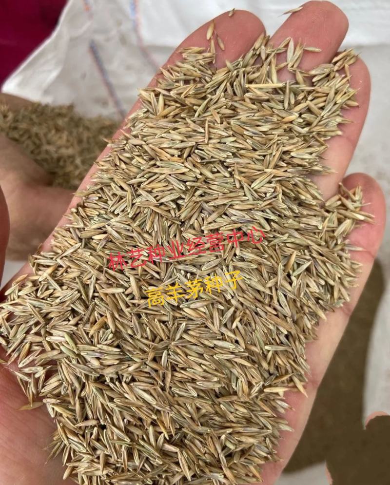 进口草品种高羊茅高羊茅草种高羊茅草坪种子高羊毛四季常青
