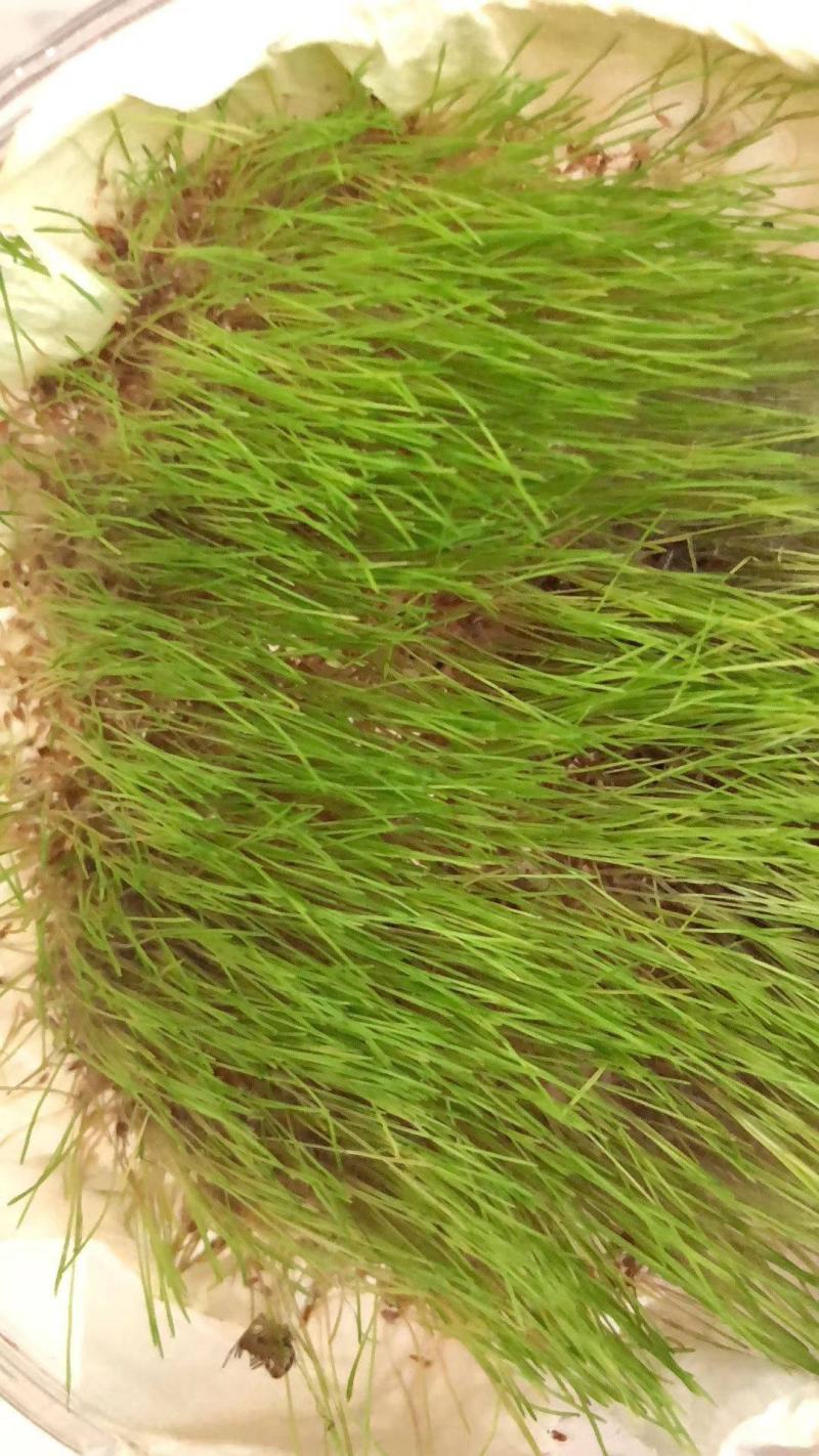 进口草品种高羊茅高羊茅草种高羊茅草坪种子高羊毛四季常青