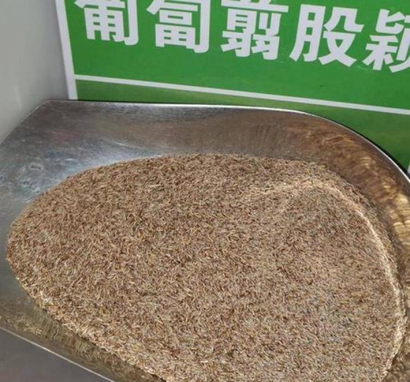 剪股颖草坪细弱型翦股颖匍匐型草皮草坪种子颜色深绿