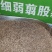 剪股颖草坪细弱型翦股颖匍匐型草皮草坪种子颜色深绿