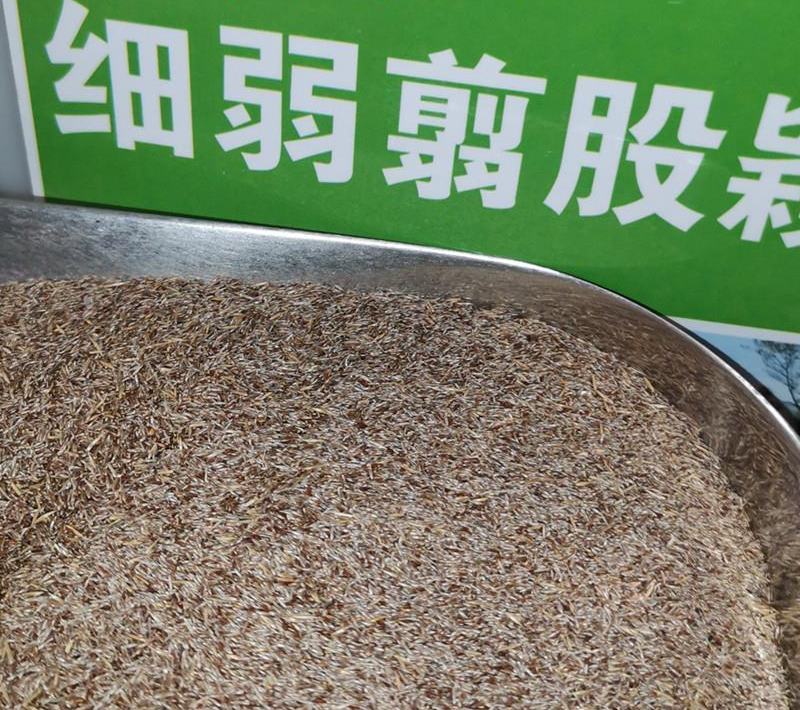 剪股颖草坪细弱型翦股颖匍匐型草皮草坪种子颜色深绿