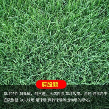 剪股颖草坪细弱型翦股颖匍匐型草皮草坪种子颜色深绿