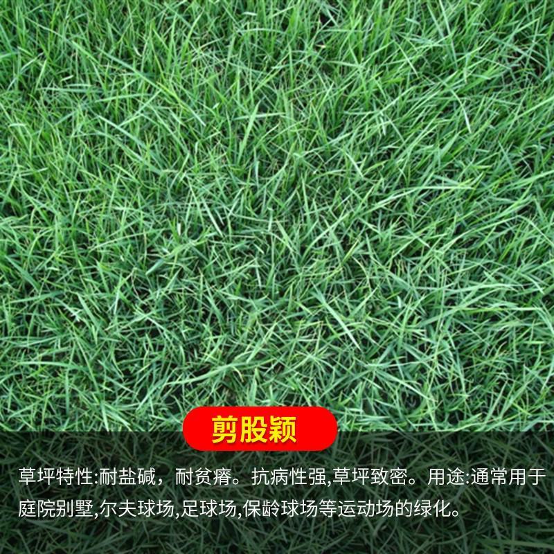 剪股颖草坪细弱型翦股颖匍匐型草皮草坪种子颜色深绿