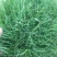 剪股颖草坪细弱型翦股颖匍匐型草皮草坪种子颜色深绿