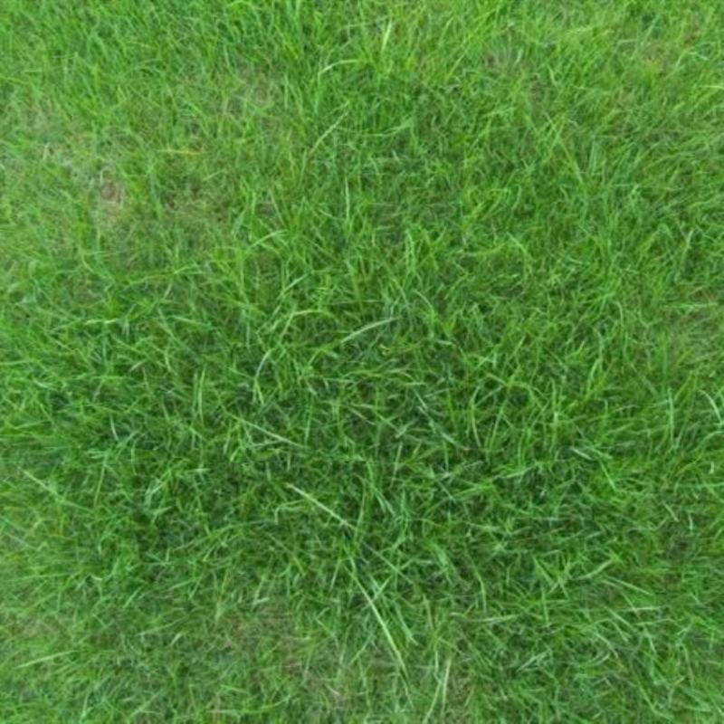 剪股颖草坪细弱型翦股颖匍匐型草皮草坪种子颜色深绿