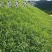 百喜草种子道路护坡水土保持牧草草籽公路堤坝绿化种子