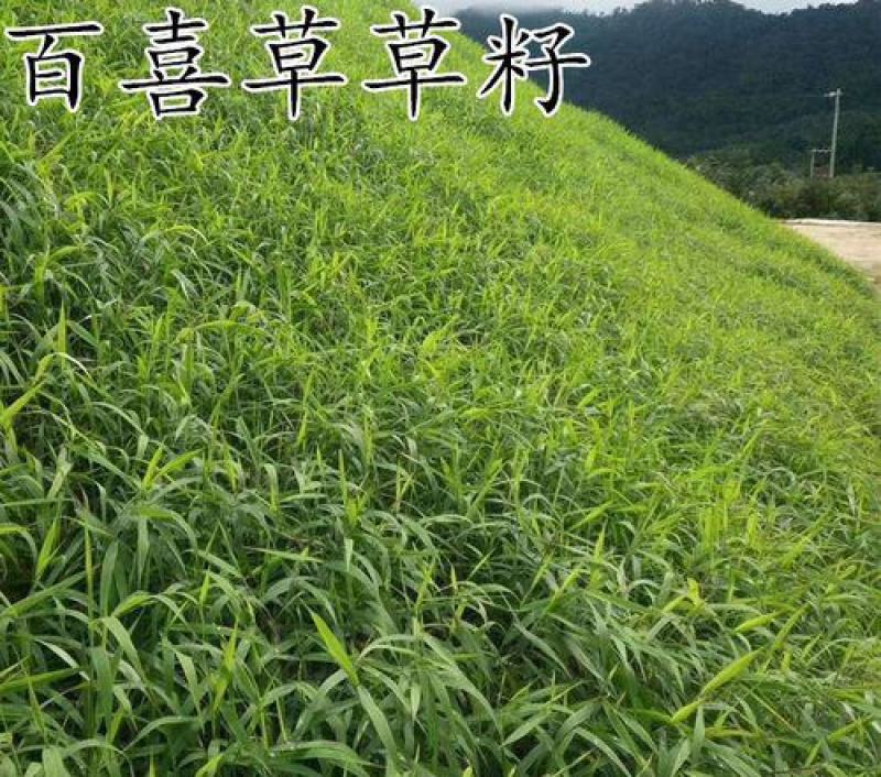 百喜草种子道路护坡水土保持牧草草籽公路堤坝绿化种子