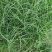 百喜草种子道路护坡水土保持牧草草籽公路堤坝绿化种子