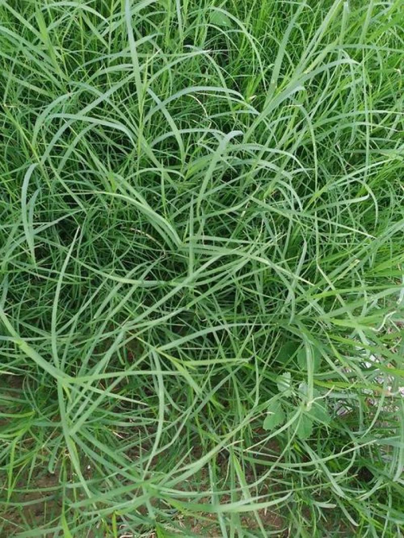 百喜草种子道路护坡水土保持牧草草籽公路堤坝绿化种子