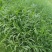 百喜草种子道路护坡水土保持牧草草籽公路堤坝绿化种子