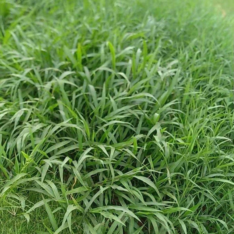百喜草种子道路护坡水土保持牧草草籽公路堤坝绿化种子