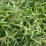 百喜草种子道路护坡水土保持牧草草籽公路堤坝绿化种子